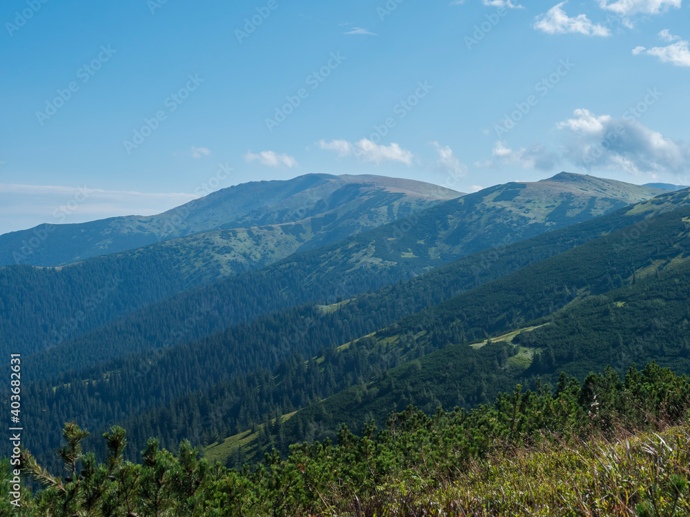 view from ridge of Low Tatras mountains, hiking trail with mountain meadow, scrub pine and grassy green hills and slopes. Slovakia, summer sunny day, blue sky background