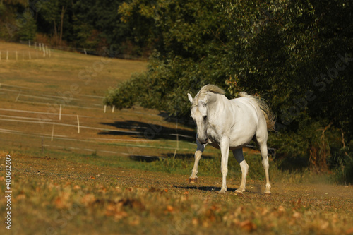 White lipizzan horse galloping on meadow. Lipizzan mare on pasture. Farm rural scene © sci