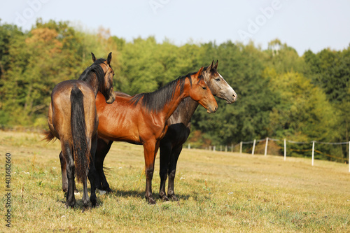 Three one year old foals of sport horses. Breeding for showjumping