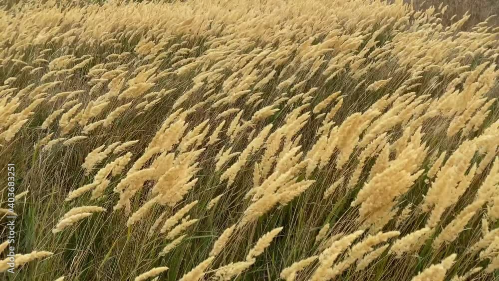 The reeds flutter in strong wind. Steppe grasses in an autumn overcast field bend under a hurricane. bad weather. Storm wind in Rostov region of Volgodonsk, Russia. Slow-motion video. Copy space The reeds flutter in strong wind. Steppe grasses in an autumn overcast field bend under a hurricane. bad weather. Storm wind in Rostov region of Volgodonsk, Russia. Slow-motion video. Copy space