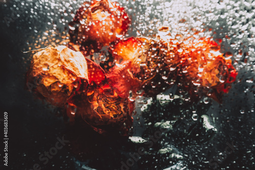 Fototapeta Naklejka Na Ścianę i Meble -  Dried orange roses. Bunch of beautiful faded flowers through the glass with rain drops. Sad love concept. Copy space, grey background