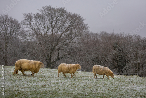 Fototapeta Naklejka Na Ścianę i Meble -  Sheep with a light dusting of snow in a field on the Brecon Beacons, South Wales UK
