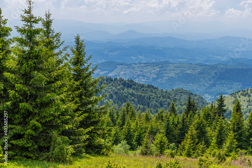 pine forest in the mountains