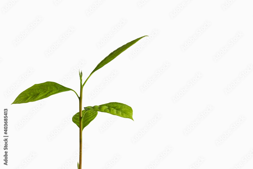 Green shoot of an avacado seedling, Persea americana, on a white background Green shoot of an avacado seedling, Persea americana, on a white background