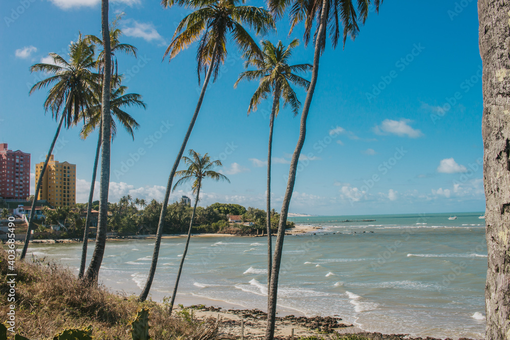 trees on the beach