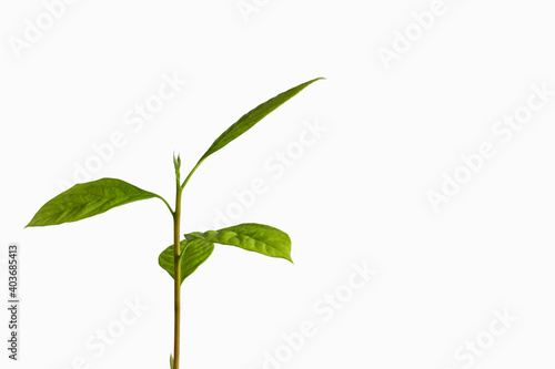 Green shoot of an avacado seedling  Persea americana  on a white background