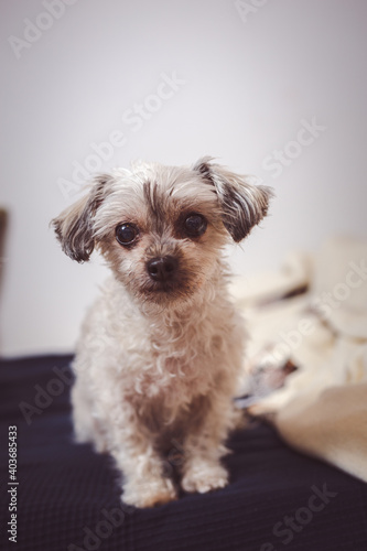 Portrait of beatiful little dog (Bolonka Zwetna) sitting in bed and curiously looking in camera