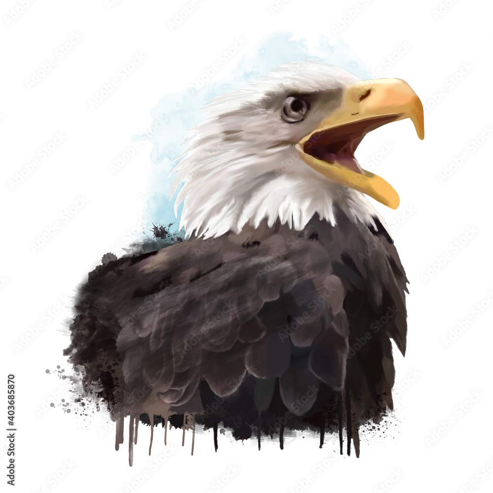 Obraz premium Un aquila calva (Haliaeetus leucocephalus) che grida. Dipinto