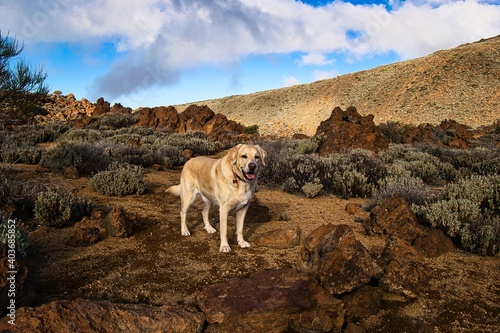 Golden Retriever Labrador en medio de las rocas del Parque Nacional del Teide