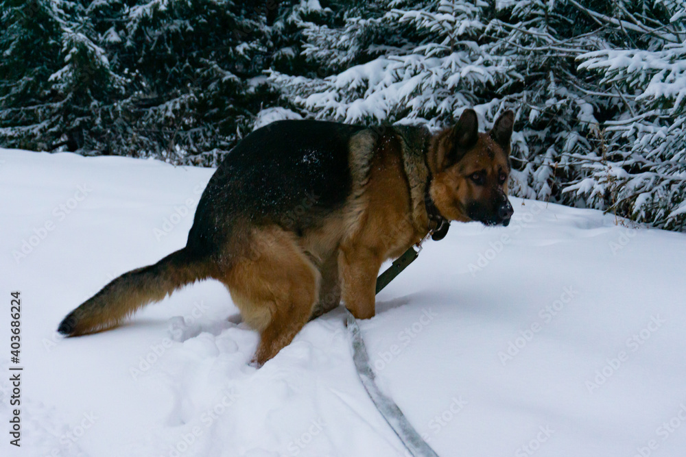 A dog poops in the woods in winter. A pooping dog. A pooping German Shepherd. foto de Stock