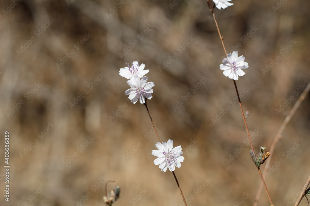 White head inflorescences bloom on Chaparral Wirelettuce, Stephanomeria Diegensis, Asteraceae, native herbaceous annual in Franklin Canyon Park, Santa Monica Mountains, Transverse Ranges, Autumn. White head inflorescences bloom on Chaparral Wirelettuce, Stephanomeria Diegensis, Asteraceae, native herbaceous annual in Franklin Canyon Park, Santa Monica Mountains, Transverse Ranges, Autumn.