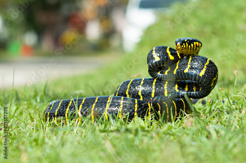 Boiga dendrophila, commonly called the mangrove snake or the gold-ringed cat snake © Fernandha theori