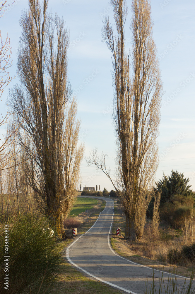 Fototapeta premium narrow lonely road that passes between two trees 