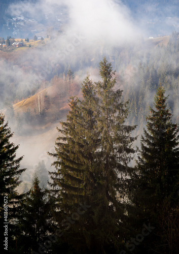 Fototapety na klatkę schodową  christmas-trees-in-the-forest-in-the-carpathians