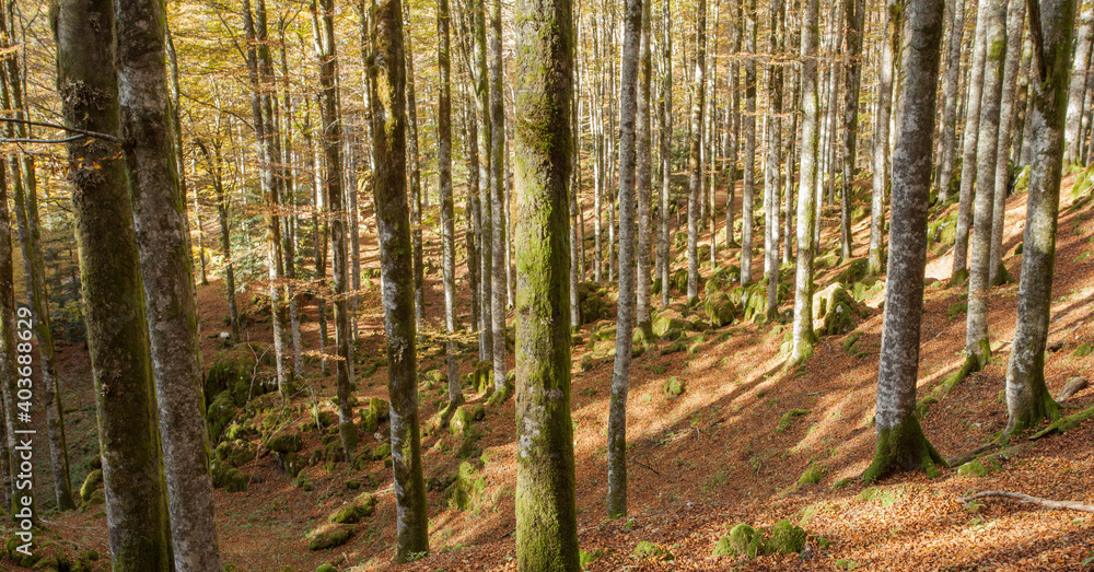 foliage inside an Italian forest at fall foliage inside an Italian forest at fall