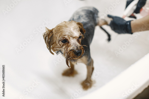 Washing process. Small dog in a bathroom. Dog washed by a professional.