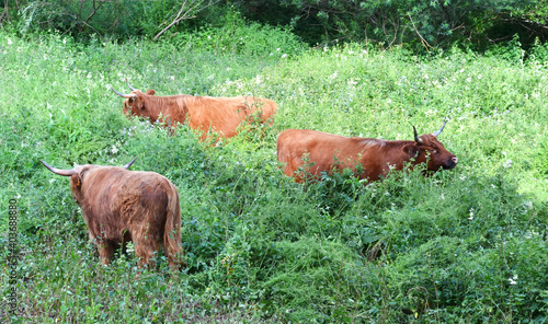 Rinder in hohem Gras © Rhönbergfoto