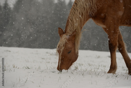 Wintertraum. Schönes Pferd im Schnee