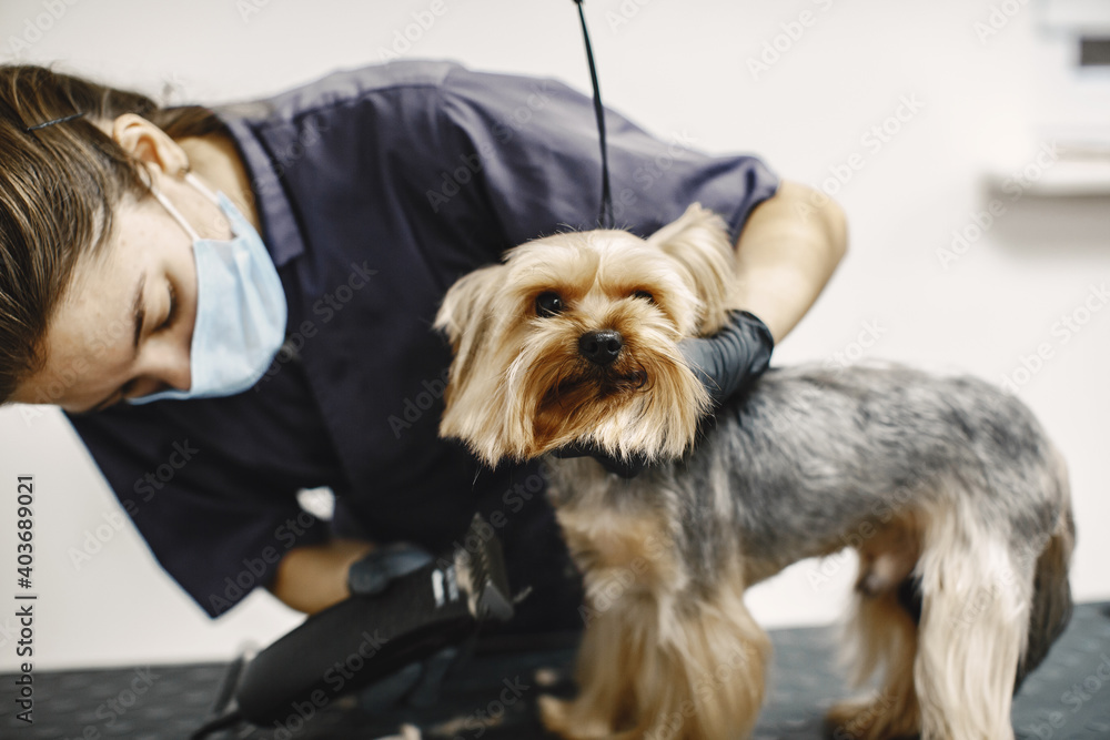 Shaving process. Small dog sits on the table. Dog shaved by a professional. Shaving process. Small dog sits on the table. Dog shaved by a professional.