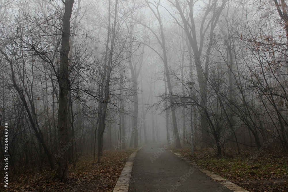 Morning fog in a forest Morning fog in a forest