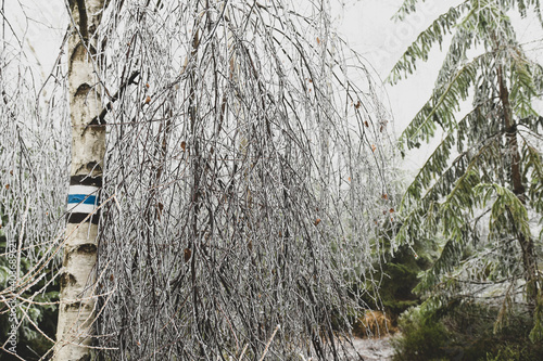 Fototapeta Naklejka Na Ścianę i Meble -  Brzoza w zimowej szacie 