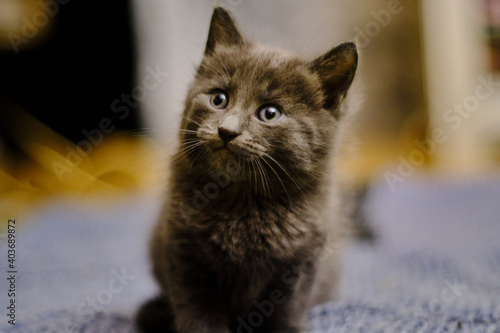 Kitten portrait with paws. Pensive kitten. Cute tabby kitten