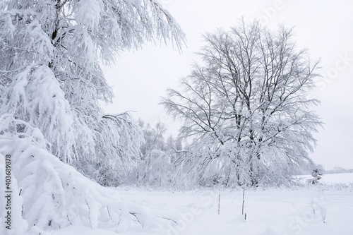 A wonderful forest of winter scenery around Przywidz, Kashubia, Poland
