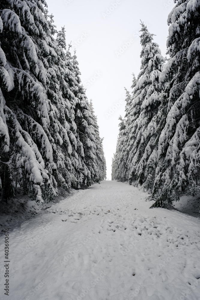 Obraz premium Path in the forest through snow and fog. White light, limited visibility