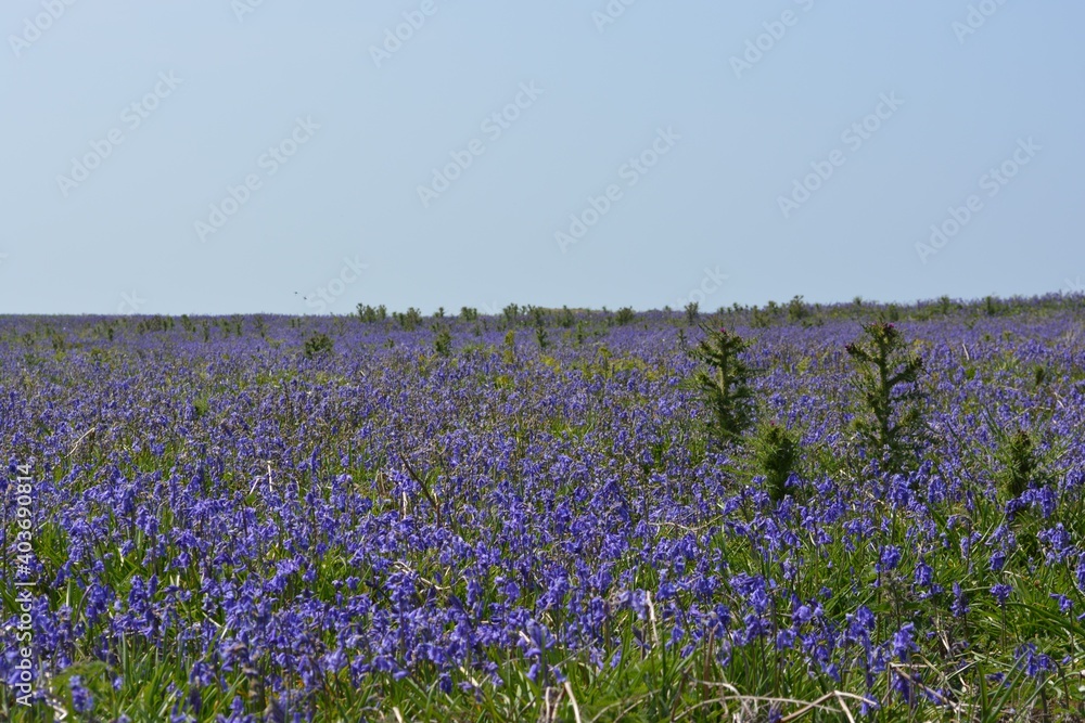Field of bluebells and pink campion in bloom near the stone rocks in May at Skomer island, Pembrokeshire coast, Wales, UK. Beautiful landscape scenery of Spring wildflower meadows. Space for copy. Field of bluebells and pink campion in bloom near the stone rocks in May at Skomer island, Pembrokeshire coast, Wales, UK. Beautiful landscape scenery of Spring wildflower meadows. Space for copy.