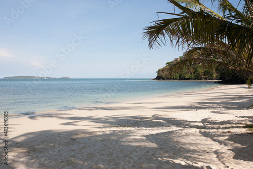 tree on the beach