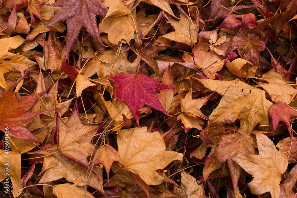 Background from bright autumn leaves. Autumn
Background from bright autumn leaves. Autumn