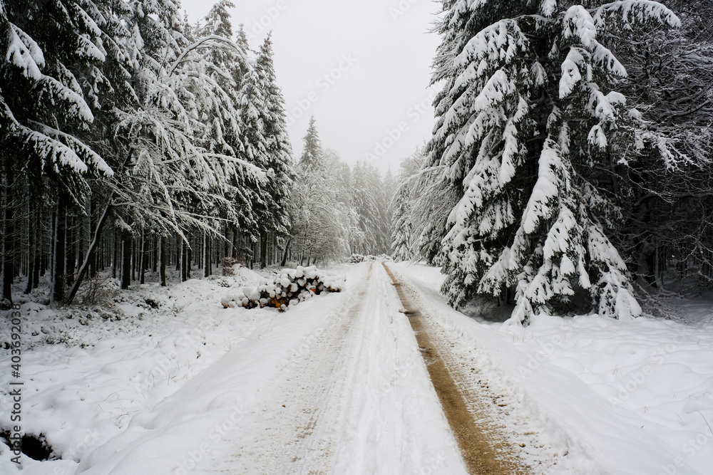 Obraz premium Path in the forest through snow and fog. White light, limited visibility