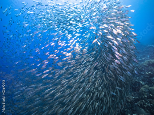 Bait ball, school of fish in turquoise water of coral reef in Caribbean Sea