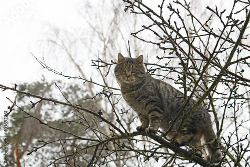 wild cat hunting in the forest	