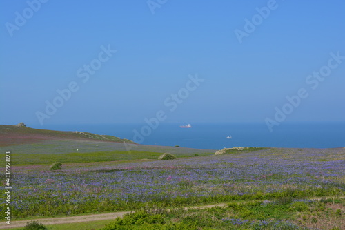 Beautiful Spring landscape scenery in May  Skomer Island  Wales  United Kingdom. Space for copy. 