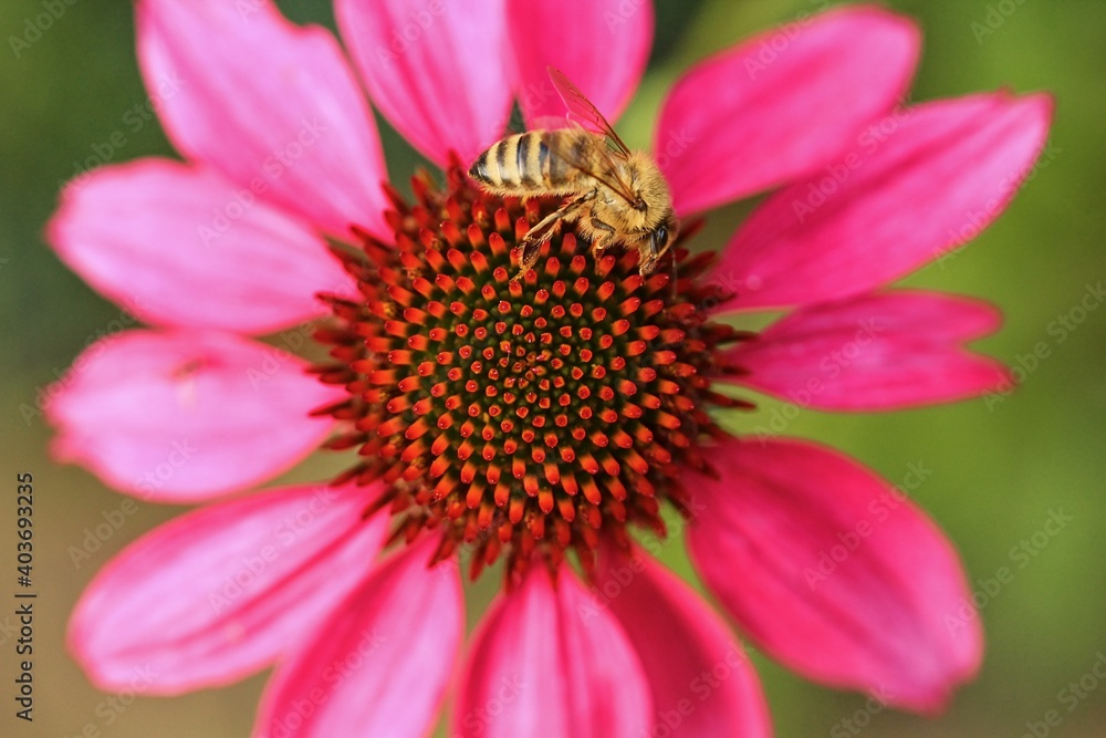 Detail or macro photography of Echinacea and bee Detail or macro photography of Echinacea and bee