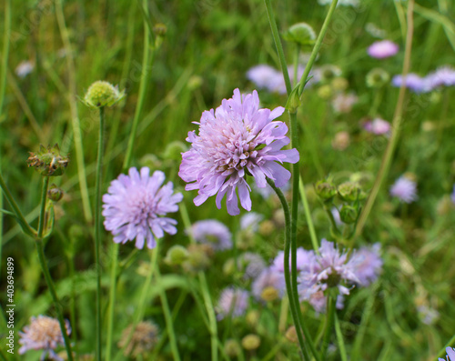 In nature  Knautia arvensis grows among grasses