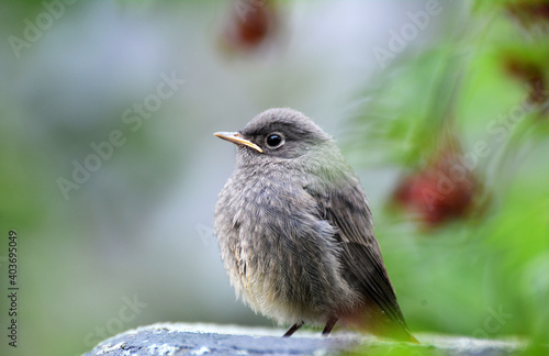 A young bird Phoenicurus ochruros sits on a branch