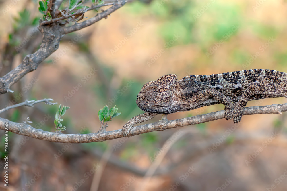 Macro shots, Beautiful nature scene green chameleon Macro shots, Beautiful nature scene green chameleon