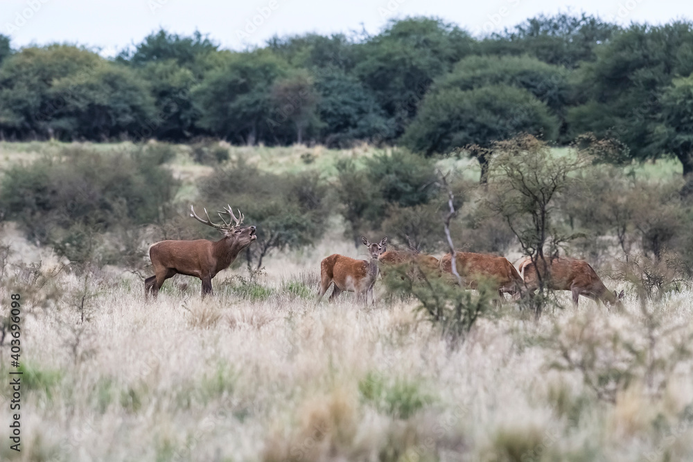 Male Red deer roaring in Calden forest, La Pampa, Argentina. Male Red deer roaring in Calden forest, La Pampa, Argentina.