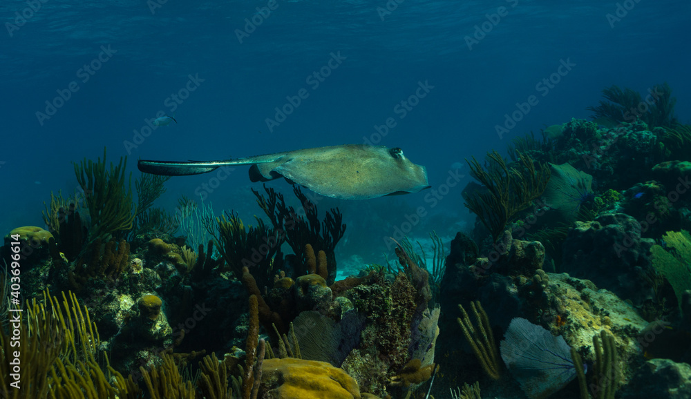 Fototapeta premium Stingray over corals in Cayman Islands