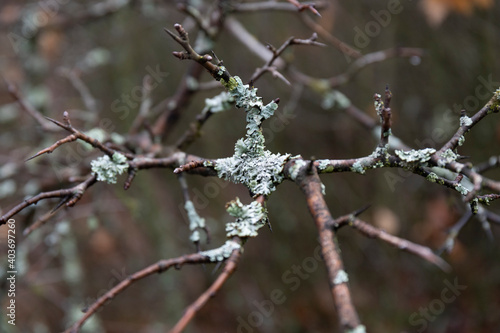 Branches covered with moss © Oleksii