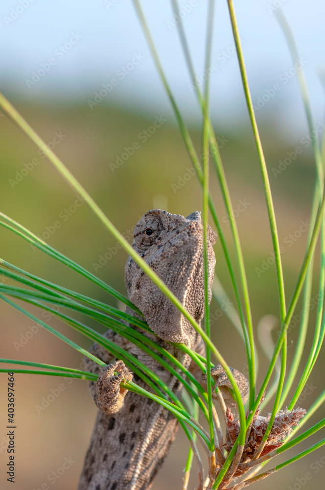 Fototapeta premium Macro shots, Beautiful nature scene green chameleon 