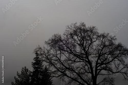 Silhouette of trees against the grey sky on a foggy day, captured on a winter day. Monochrome photo of picturesque nature in Poland.