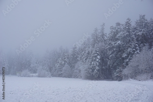 winter landscape and trees covered with snow