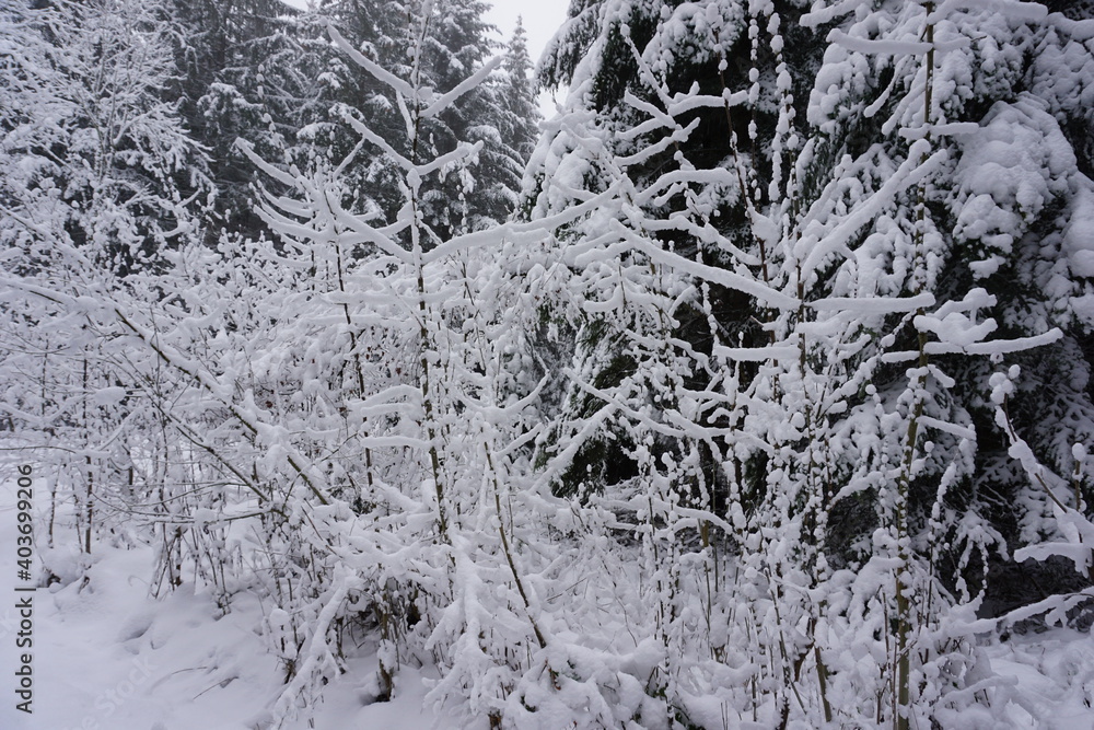 winter landscape and trees covered with snow winter landscape and trees covered with snow