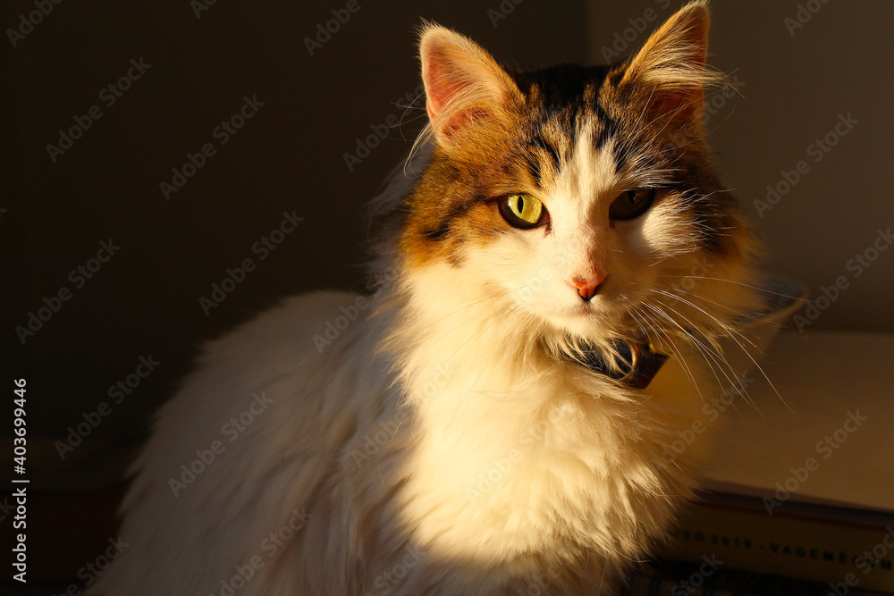 Fototapeta premium Cat of Sunshine