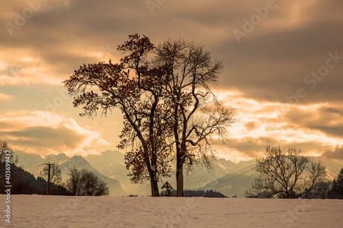 Allgäu - Baum - Winter - Sonnenuntergang - dramatisch photo