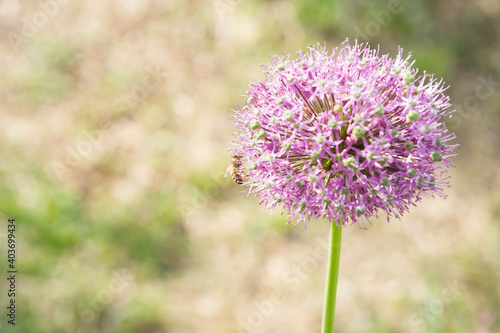 Bee on a purple allium flower on a blurred green background with copy space.