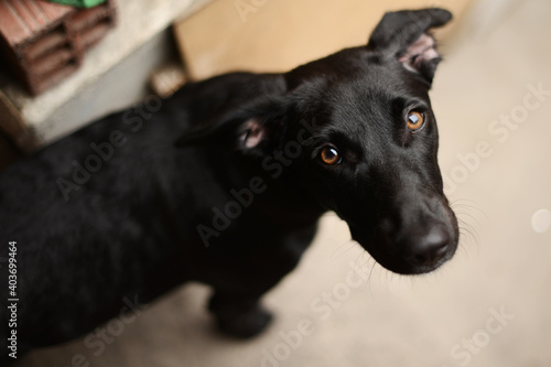 Konstfotografi cachorro3